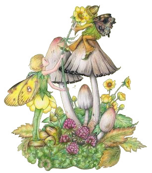 Fairy 19